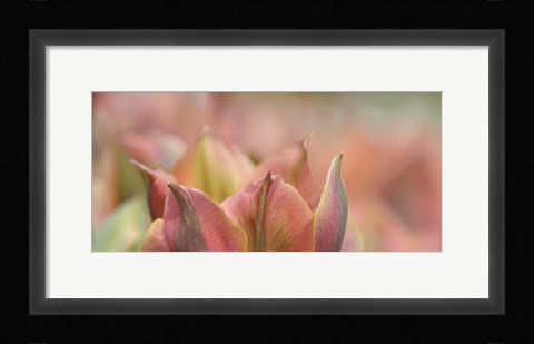 Framed Tulip 'Artist' Scape Print