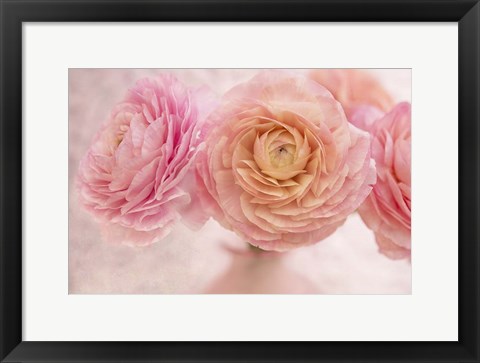 Framed Pink Persian Buttercup Bouquet Print