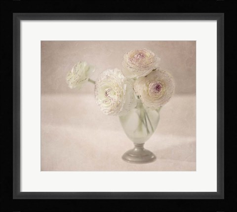 Framed White Persian Buttercups Posy Print