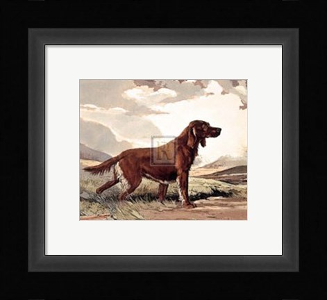 Framed Irish Setter Print