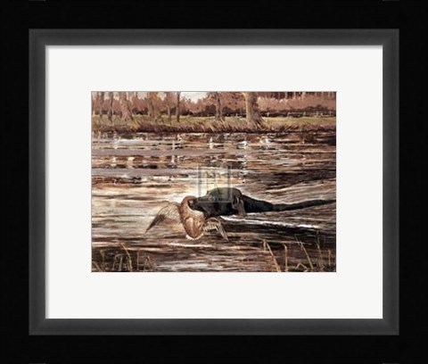 Framed Bramshaw Bob Swimming (Lge) Print