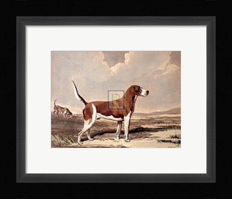 Framed Hound in  a Field Print