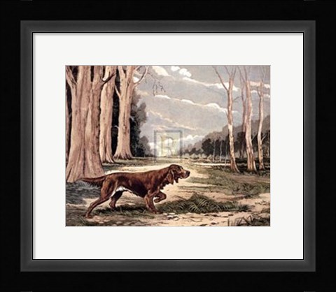 Framed Red Setter (Lge) Print
