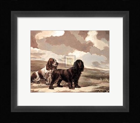 Framed Cockers Print