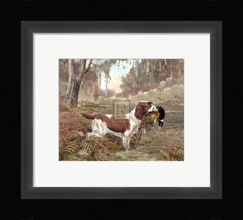 Framed Springer and Pheasant Print