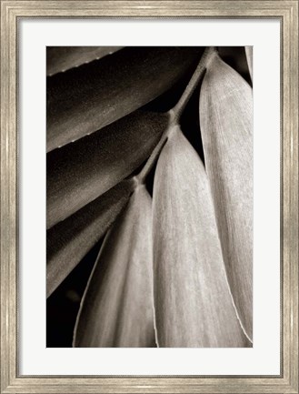 Framed Tropical Plant II Print