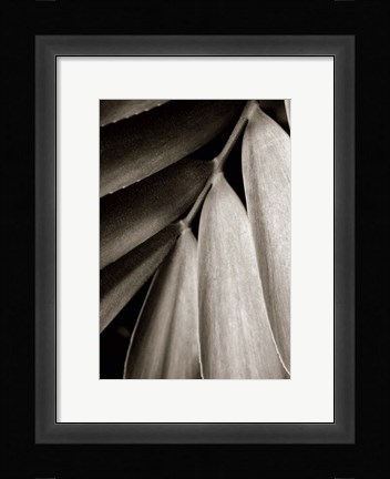 Framed Tropical Plant II Print