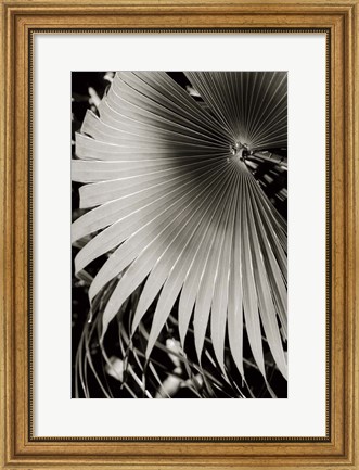 Framed Palm Frond II Print