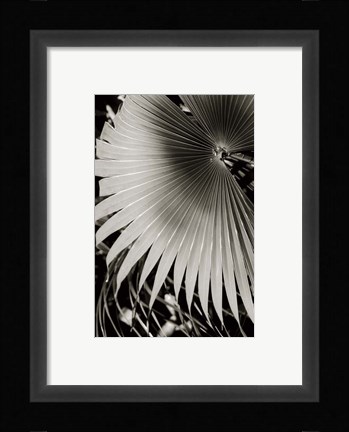 Framed Palm Frond II Print