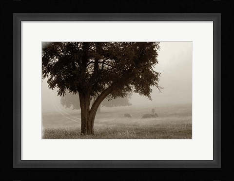 Framed Calm Mist no Limb Print