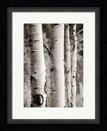 Framed Aspens I Print