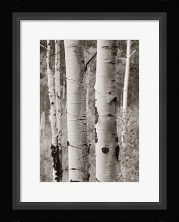 Framed Aspens II Print