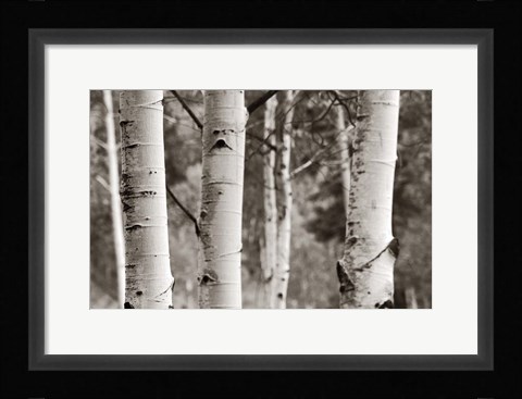 Framed Aspens  IV Print