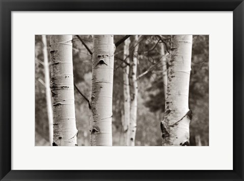 Framed Aspens  IV Print