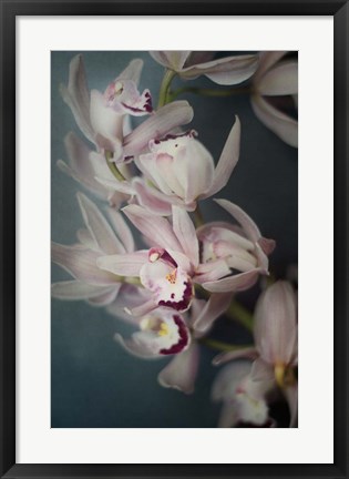 Framed Dark Orchid I Print