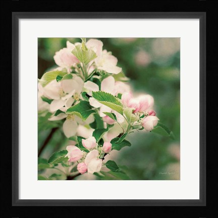 Framed Apple Blossoms II Print