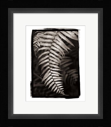 Framed Fern II Print