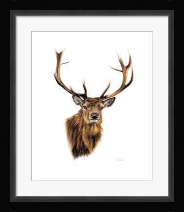 Framed Stag White Background Print