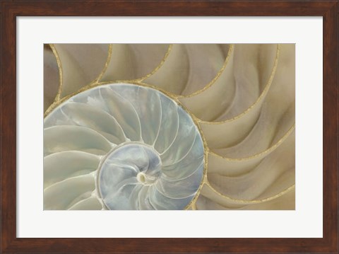 Framed Soft Nautilus Print