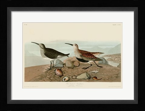 Framed Red Backed Sandpiper Print