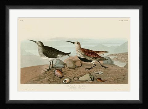 Framed Red Backed Sandpiper Print