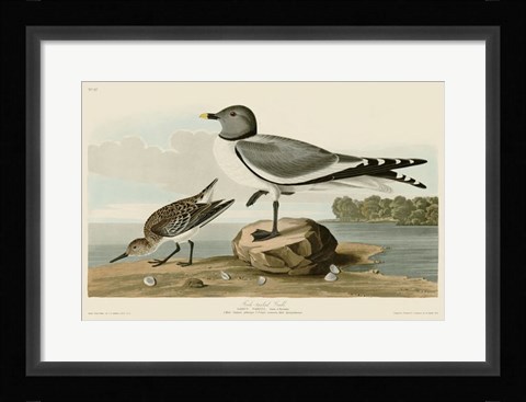 Framed Fork-Tailed Gull Print