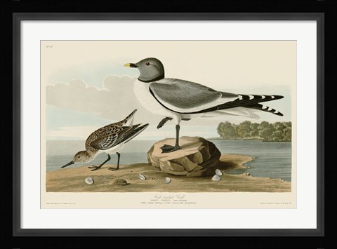 Framed Fork-Tailed Gull Print