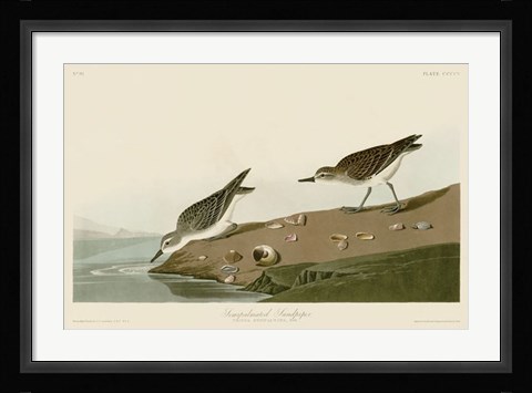 Framed Semipalmated Sandpiper Print