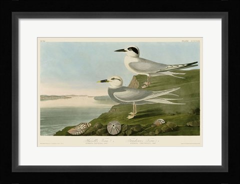 Framed Havell's Tern &amp; Trudeau's Tern Print