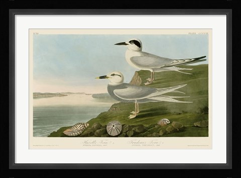 Framed Havell's Tern &amp; Trudeau's Tern Print
