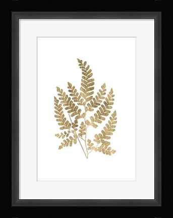 Framed Graphic Gold Fern II Print