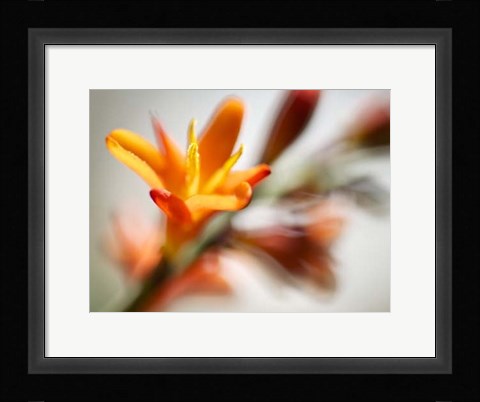 Framed Open Sunshine I Print