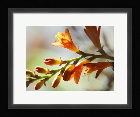 Framed Open Sunshine II Print