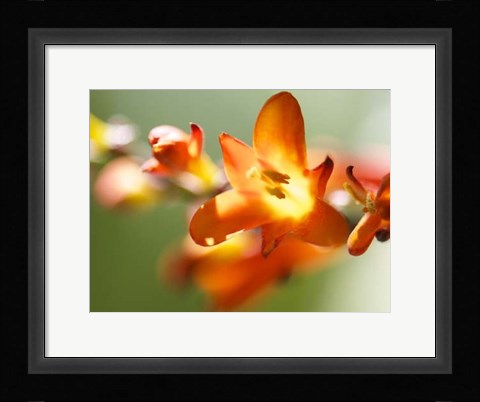 Framed Open Sunshine IV Print