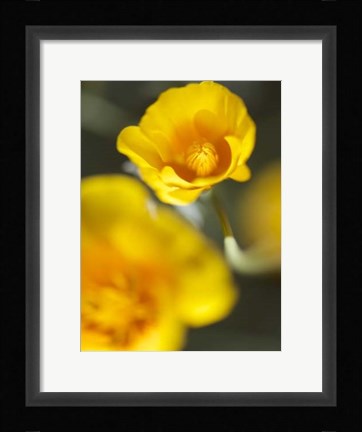 Framed California Poppy I Print