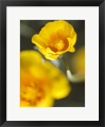 Framed California Poppy I Print
