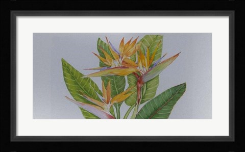Framed Exotic Flowers II Print
