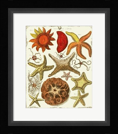 Framed Starfish and Sea Urchins a Print