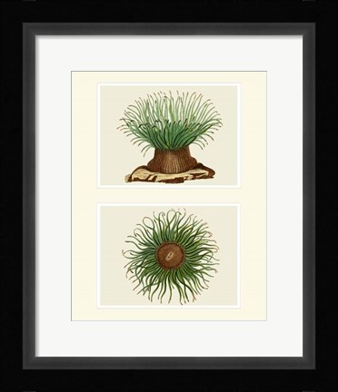 Framed Green Sea Anemone on 2 panels Print
