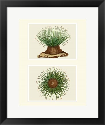 Framed Green Sea Anemone on 2 panels Print