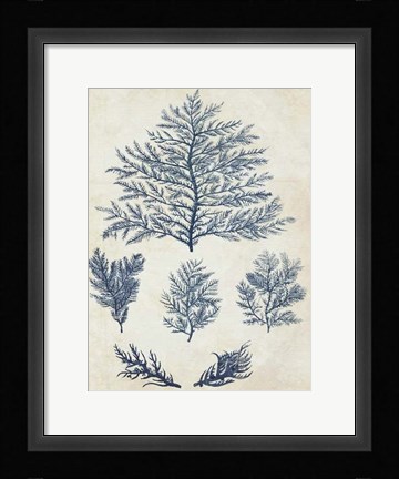 Framed Indigo Blue Seaweed 1 c Print