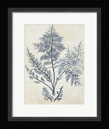 Framed Indigo Blue Seaweed 1 d Print