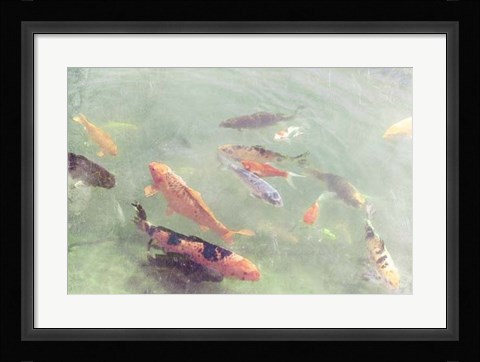 Framed Koi Reflections II Print