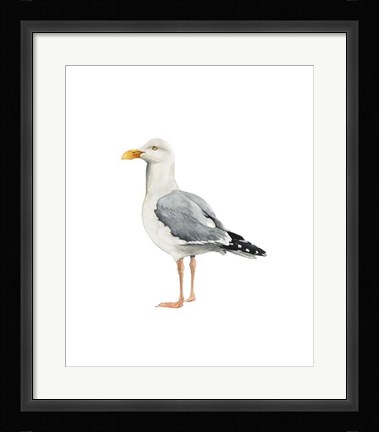 Framed Sea Bird II Print