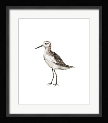 Framed Sea Bird VI Print