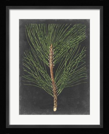 Framed Dramatic Pine I Print