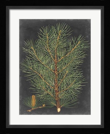 Framed Dramatic Pine II Print