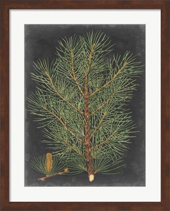 Framed Dramatic Pine II Print