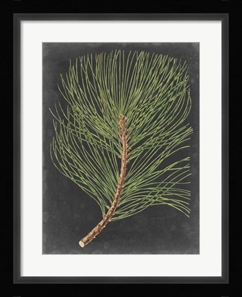 Framed Dramatic Pine III Print