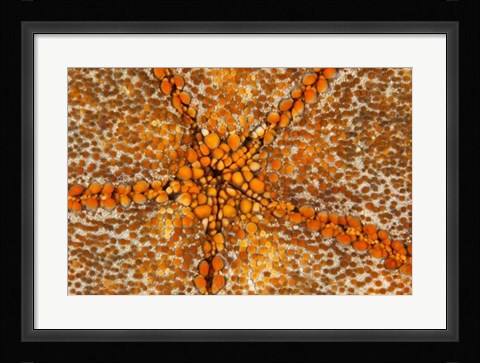 Framed Orange Star - N. Sulawesi, Indonesia Print